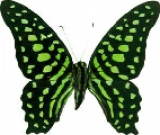   Graphium Agamemnon